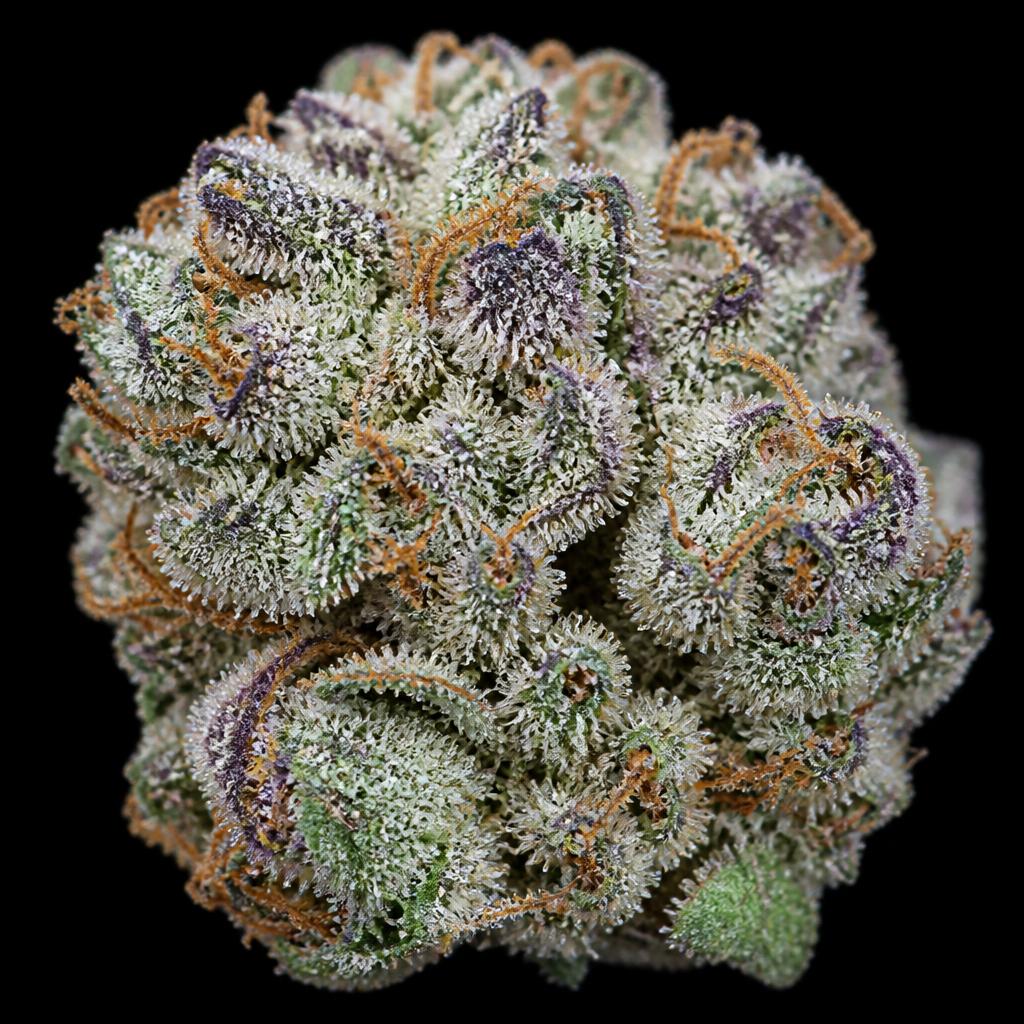 Reference photograph of Animal Cookies